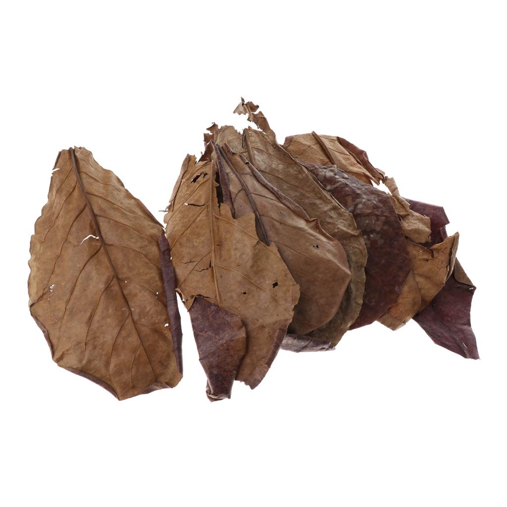 Aquarium Fish Betta - Folhas de Amêndoa Indiana Marrons para