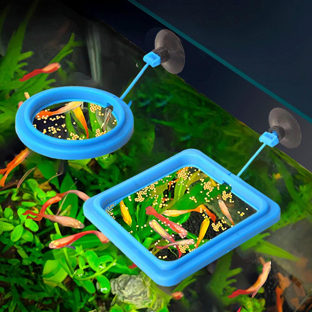 Anel de alimentação para peixe - Tetra Fish In Aquarium avaliação e preço