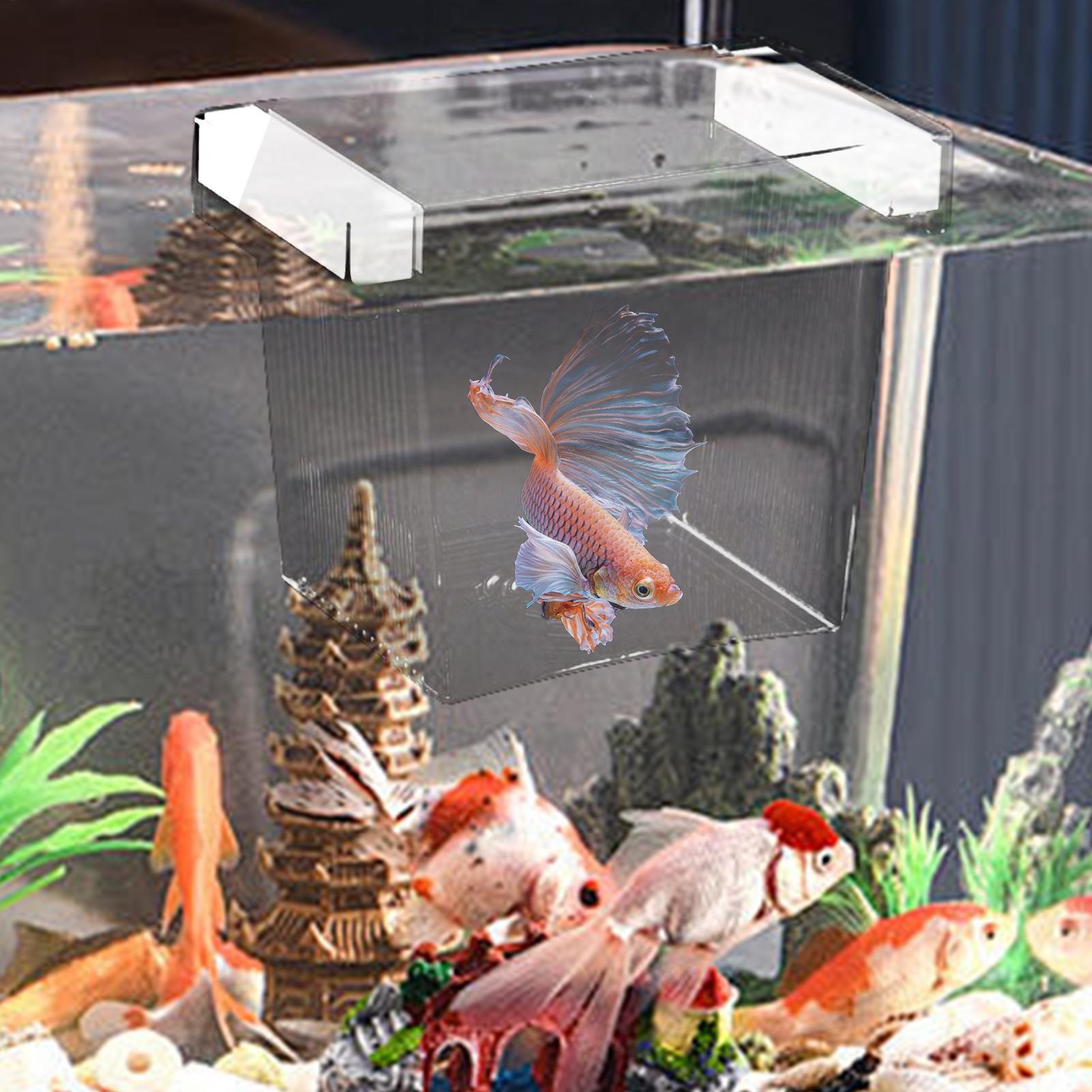 Caixa de Isolamento para Criaç - Aquarium Fish Betta avaliação e preço