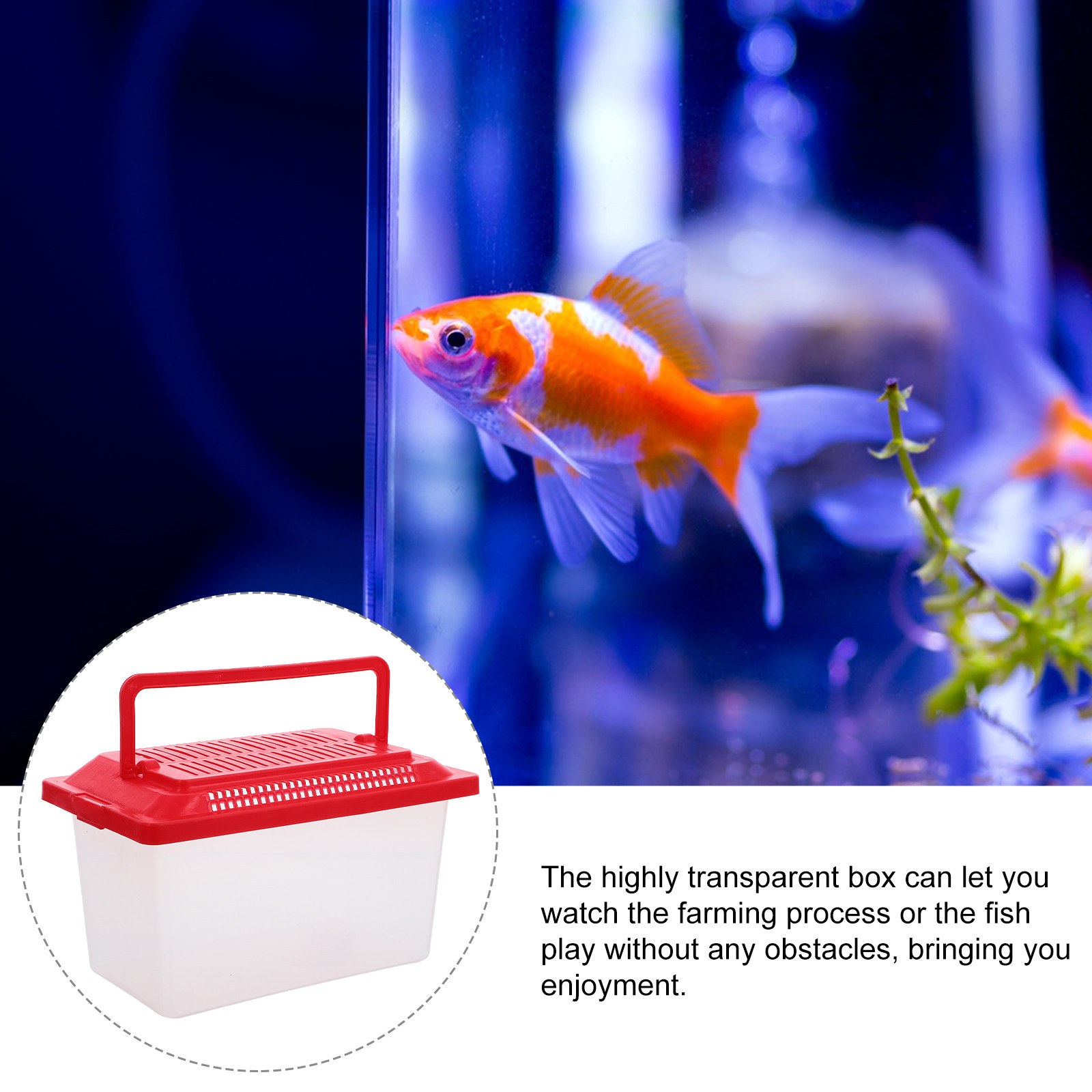 Caixa de Transporte Portátil e - Box Fish In Aquarium avaliação e preço