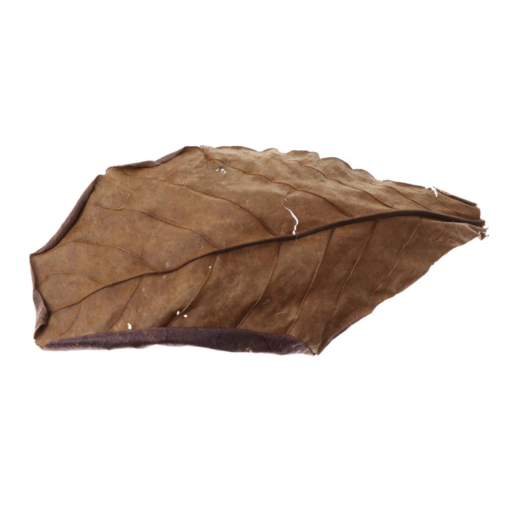 Folhas de Amêndoa Indiana Marr - Aquarium Fish Betta avaliação e preço