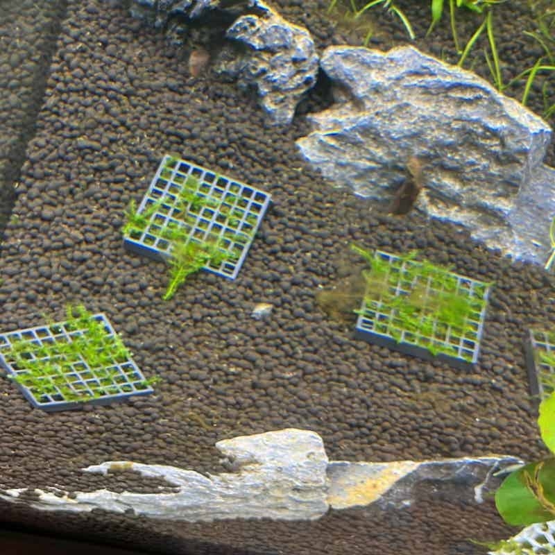 Suporte de Malha para Musgo de - Aquarium Fish Elevator avaliação e preço