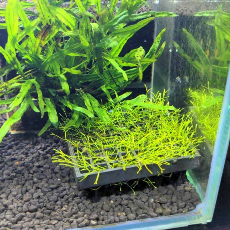 Suporte de Malha para Musgo de - Aquarium Fish Elevator avaliação e preço