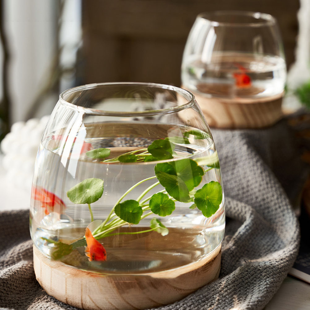 1 conjunto de terrário hidropô - Aquarium Fish Betta avaliação e preço